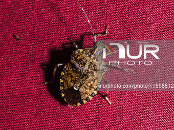 The brown marmorated stink bug (Halyomorpha halys) is an insect in the family Pentatomidae, native to India, China, Japan, Korea, and other...