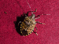 The brown marmorated stink bug (Halyomorpha halys) is an insect in the family Pentatomidae, native to India, China, Japan, Korea, and other...