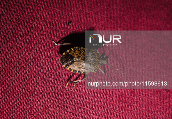 The brown marmorated stink bug (Halyomorpha halys) is an insect in the family Pentatomidae, native to India, China, Japan, Korea, and other...