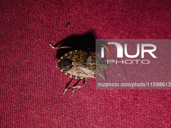 The brown marmorated stink bug (Halyomorpha halys) is an insect in the family Pentatomidae, native to India, China, Japan, Korea, and other...