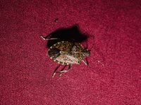 The brown marmorated stink bug (Halyomorpha halys) is an insect in the family Pentatomidae, native to India, China, Japan, Korea, and other...