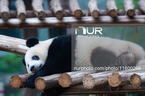 A giant panda sleeps at Chongqing Zoo in Chongqing, China, on September 22, 2024. It is International Panda Day. 