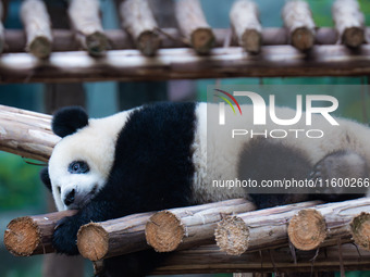 A giant panda sleeps at Chongqing Zoo in Chongqing, China, on September 22, 2024. It is International Panda Day. (