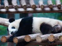 A giant panda sleeps at Chongqing Zoo in Chongqing, China, on September 22, 2024. It is International Panda Day. (