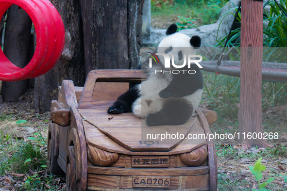 Giant pandas eat at Chongqing Zoo in Chongqing, China, on September 22, 2024. It is International Panda Day. 