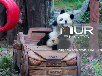 Giant pandas eat at Chongqing Zoo in Chongqing, China, on September 22, 2024. It is International Panda Day. (