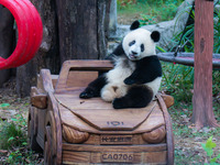 Giant pandas eat at Chongqing Zoo in Chongqing, China, on September 22, 2024. It is International Panda Day. (