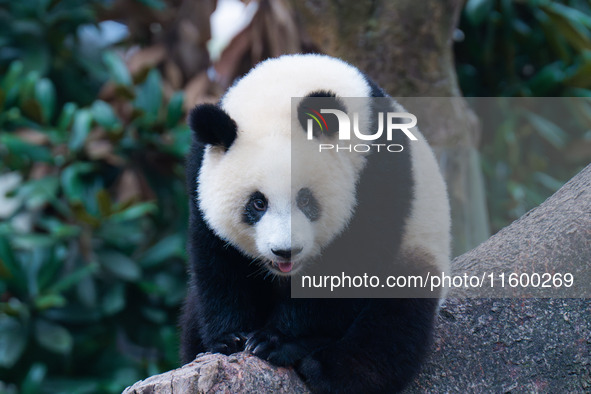 A giant panda plays at Chongqing Zoo in Chongqing, China, on September 22, 2024. It is International Panda Day. 