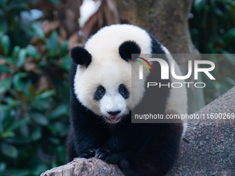 A giant panda plays at Chongqing Zoo in Chongqing, China, on September 22, 2024. It is International Panda Day. (