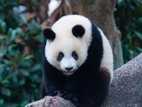 A giant panda plays at Chongqing Zoo in Chongqing, China, on September 22, 2024. It is International Panda Day. (