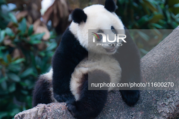 A giant panda plays at Chongqing Zoo in Chongqing, China, on September 22, 2024. It is International Panda Day. 