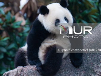 A giant panda plays at Chongqing Zoo in Chongqing, China, on September 22, 2024. It is International Panda Day. (