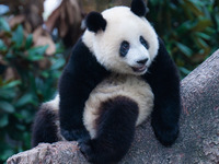 A giant panda plays at Chongqing Zoo in Chongqing, China, on September 22, 2024. It is International Panda Day. (