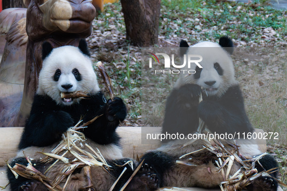 Two giant pandas play at Chongqing Zoo in Chongqing, China, on September 22, 2024. It is International Panda Day. 