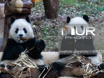 Two giant pandas play at Chongqing Zoo in Chongqing, China, on September 22, 2024. It is International Panda Day. (