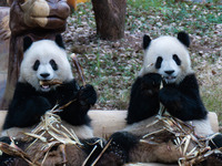 Two giant pandas play at Chongqing Zoo in Chongqing, China, on September 22, 2024. It is International Panda Day. (