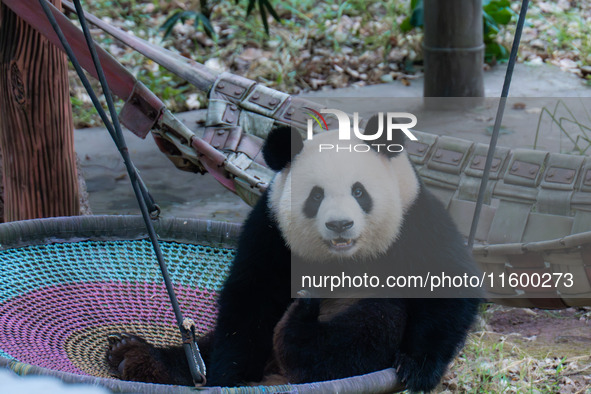 A giant panda plays at Chongqing Zoo in Chongqing, China, on September 22, 2024. It is International Panda Day. 