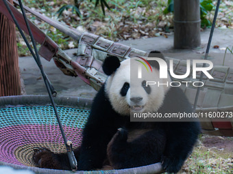 A giant panda plays at Chongqing Zoo in Chongqing, China, on September 22, 2024. It is International Panda Day. (