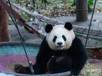 A giant panda plays at Chongqing Zoo in Chongqing, China, on September 22, 2024. It is International Panda Day. (