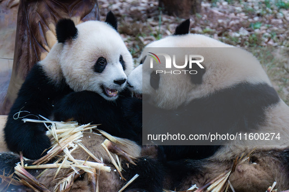 Two giant pandas play at Chongqing Zoo in Chongqing, China, on September 22, 2024. It is International Panda Day. 