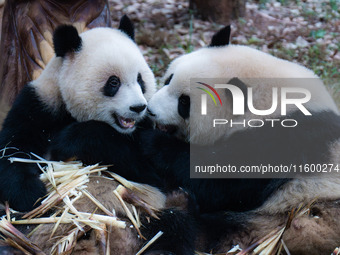 Two giant pandas play at Chongqing Zoo in Chongqing, China, on September 22, 2024. It is International Panda Day. (