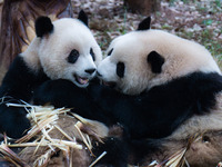 Two giant pandas play at Chongqing Zoo in Chongqing, China, on September 22, 2024. It is International Panda Day. (