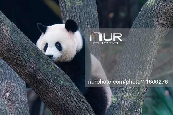 A giant panda climbs a tree at Chongqing Zoo in Chongqing, China, on September 22, 2024. It is International Panda Day. 