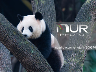 A giant panda climbs a tree at Chongqing Zoo in Chongqing, China, on September 22, 2024. It is International Panda Day. (