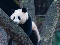 A giant panda climbs a tree at Chongqing Zoo in Chongqing, China, on September 22, 2024. It is International Panda Day. (