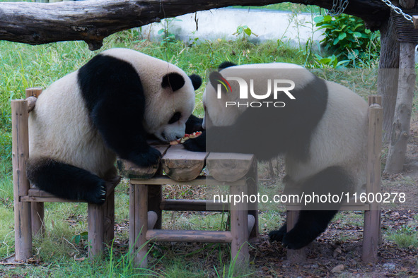 Two giant pandas eat at Chongqing Zoo in Chongqing, China, on September 22, 2024. It is International Panda Day. 