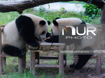 Two giant pandas eat at Chongqing Zoo in Chongqing, China, on September 22, 2024. It is International Panda Day. (