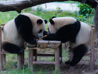 Two giant pandas eat at Chongqing Zoo in Chongqing, China, on September 22, 2024. It is International Panda Day. (