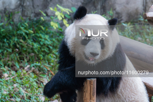 A giant panda plays at Chongqing Zoo in Chongqing, China, on September 22, 2024. It is International Panda Day. 