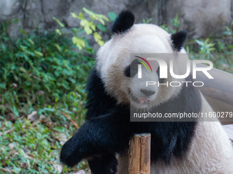 A giant panda plays at Chongqing Zoo in Chongqing, China, on September 22, 2024. It is International Panda Day. (