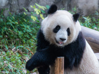 A giant panda plays at Chongqing Zoo in Chongqing, China, on September 22, 2024. It is International Panda Day. (