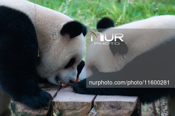 Two giant pandas eat at Chongqing Zoo in Chongqing, China, on September 22, 2024. It is International Panda Day. 