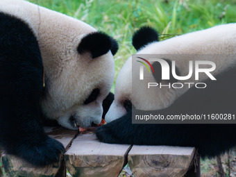 Two giant pandas eat at Chongqing Zoo in Chongqing, China, on September 22, 2024. It is International Panda Day. (