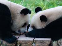 Two giant pandas eat at Chongqing Zoo in Chongqing, China, on September 22, 2024. It is International Panda Day. (