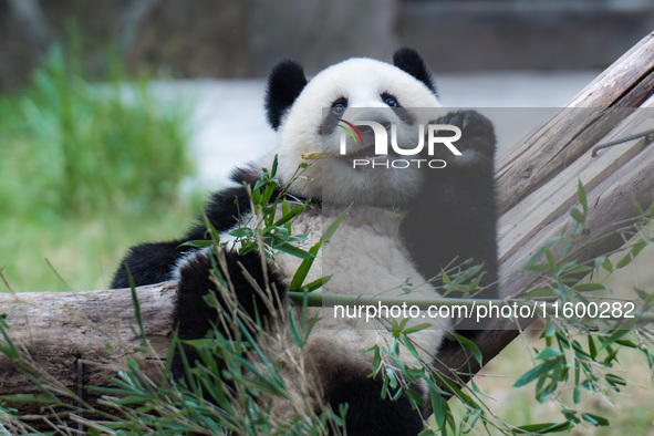 A giant panda plays at Chongqing Zoo in Chongqing, China, on September 22, 2024. It is International Panda Day. 