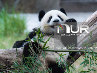 A giant panda plays at Chongqing Zoo in Chongqing, China, on September 22, 2024. It is International Panda Day. (