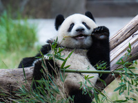 A giant panda plays at Chongqing Zoo in Chongqing, China, on September 22, 2024. It is International Panda Day. (