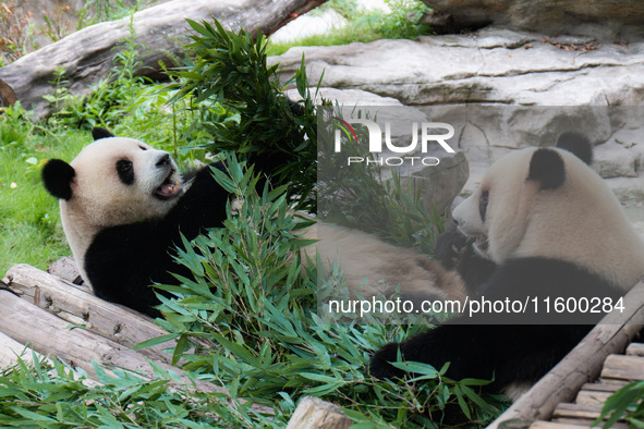 Giant pandas eat bamboo at Chongqing Zoo in Chongqing, China, on September 22, 2024. It is International Panda Day. 