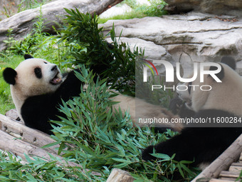 Giant pandas eat bamboo at Chongqing Zoo in Chongqing, China, on September 22, 2024. It is International Panda Day. (