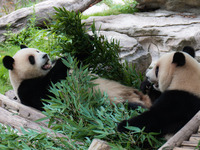 Giant pandas eat bamboo at Chongqing Zoo in Chongqing, China, on September 22, 2024. It is International Panda Day. (