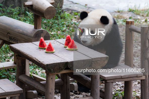 A giant panda eats at Chongqing Zoo in Chongqing, China, on September 22, 2024. It is International Panda Day. 