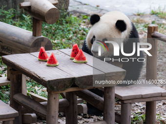 A giant panda eats at Chongqing Zoo in Chongqing, China, on September 22, 2024. It is International Panda Day. (