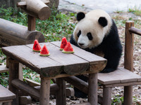 A giant panda eats at Chongqing Zoo in Chongqing, China, on September 22, 2024. It is International Panda Day. (