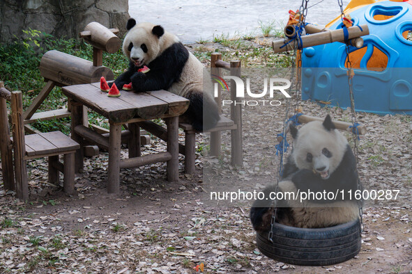 Giant pandas eat at Chongqing Zoo in Chongqing, China, on September 22, 2024. It is International Panda Day. 