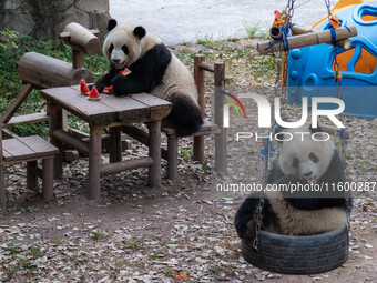 Giant pandas eat at Chongqing Zoo in Chongqing, China, on September 22, 2024. It is International Panda Day. (