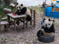 Giant pandas eat at Chongqing Zoo in Chongqing, China, on September 22, 2024. It is International Panda Day. (